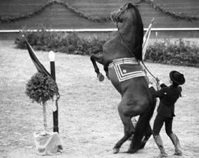 CABALLOS ANDALUCES 1 