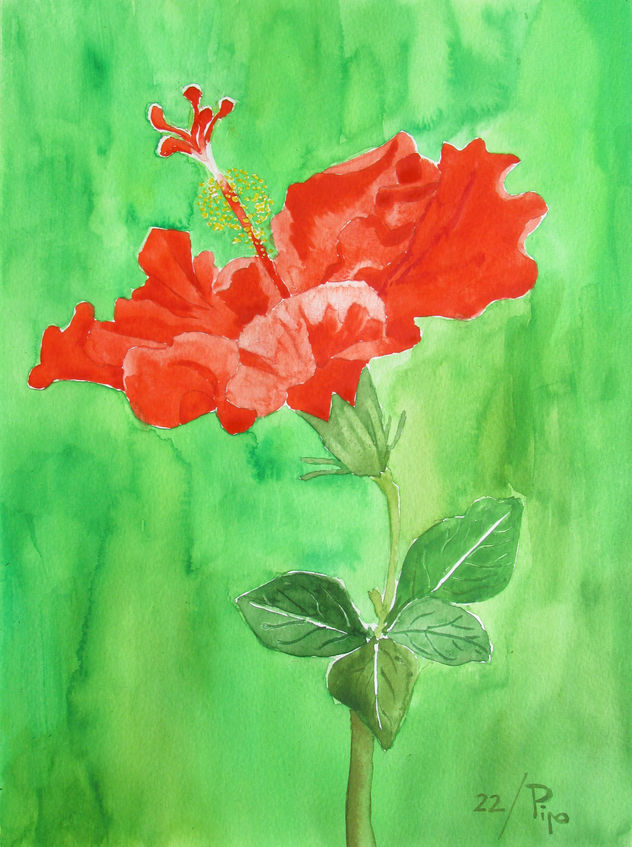 hibisco rojo
