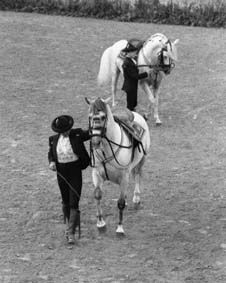 CABALLOS ANDALUCES 2 