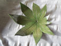 hoja