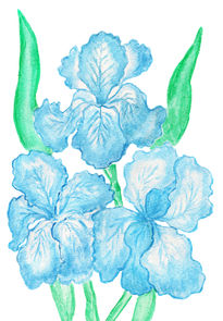 Three blue irises