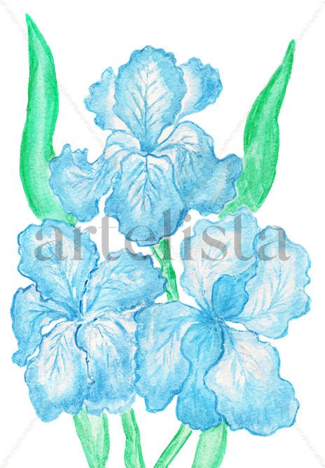 Three blue irises