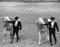 Caballos andaluces 3