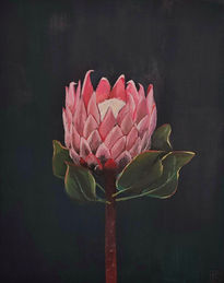 Protea