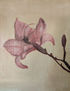 Flor