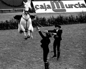 CABALLOS ANDALUCES 4 