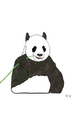 Oso panda