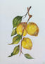 Limones