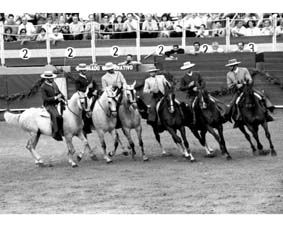 Caballos andaluces 6