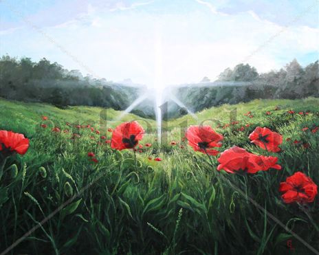 Poppies
