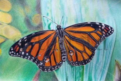 Mariposa monarca