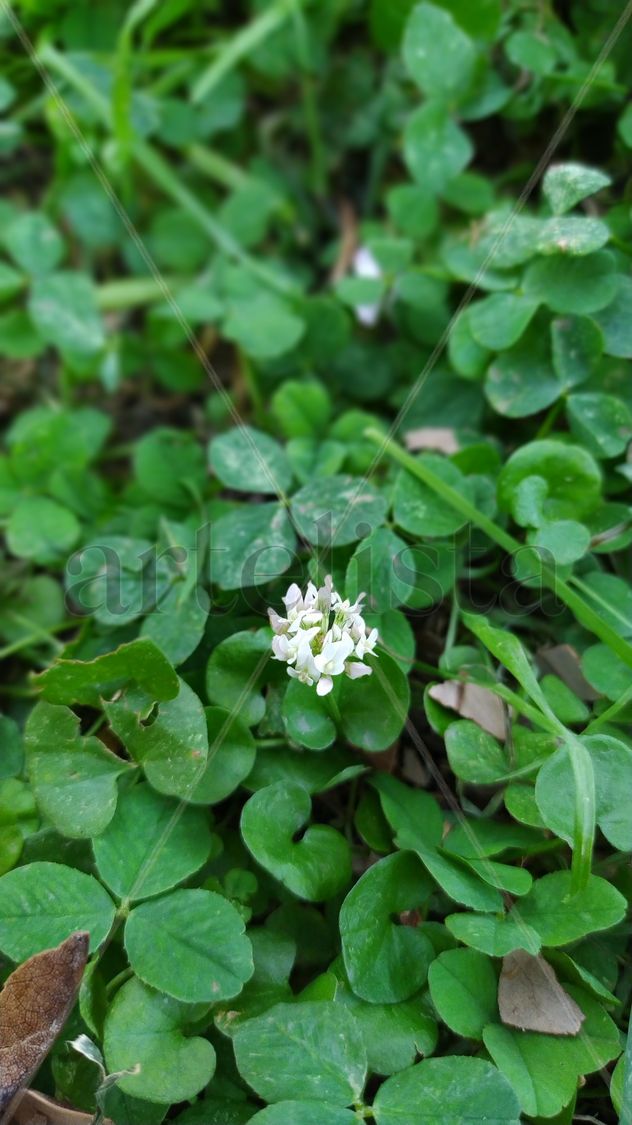 Trébol blanco