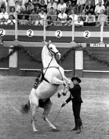 CABALLOS ANDALUCES 7 