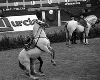 Caballos andaluces 8