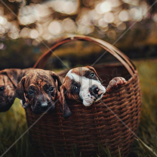 3 Doggies 1 basket Nature Color (Digital)