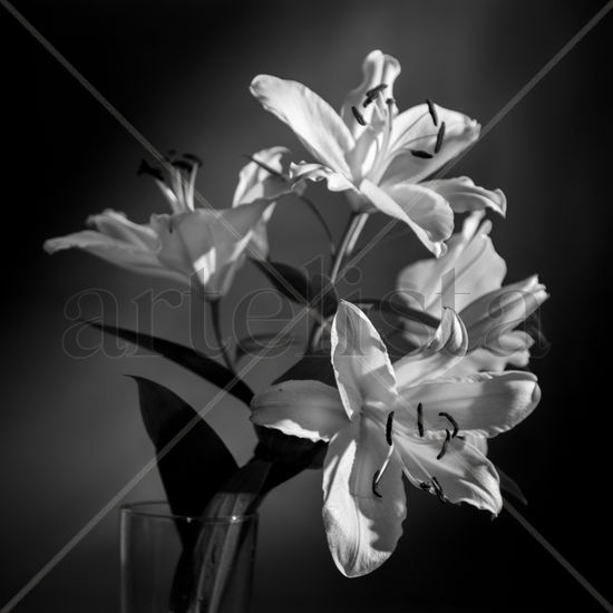 Lirios Still lifes Black and White (Digital)