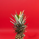 still life thumbnail 2