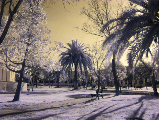 Extraño parque botánico Naturaleza Color (Digital)