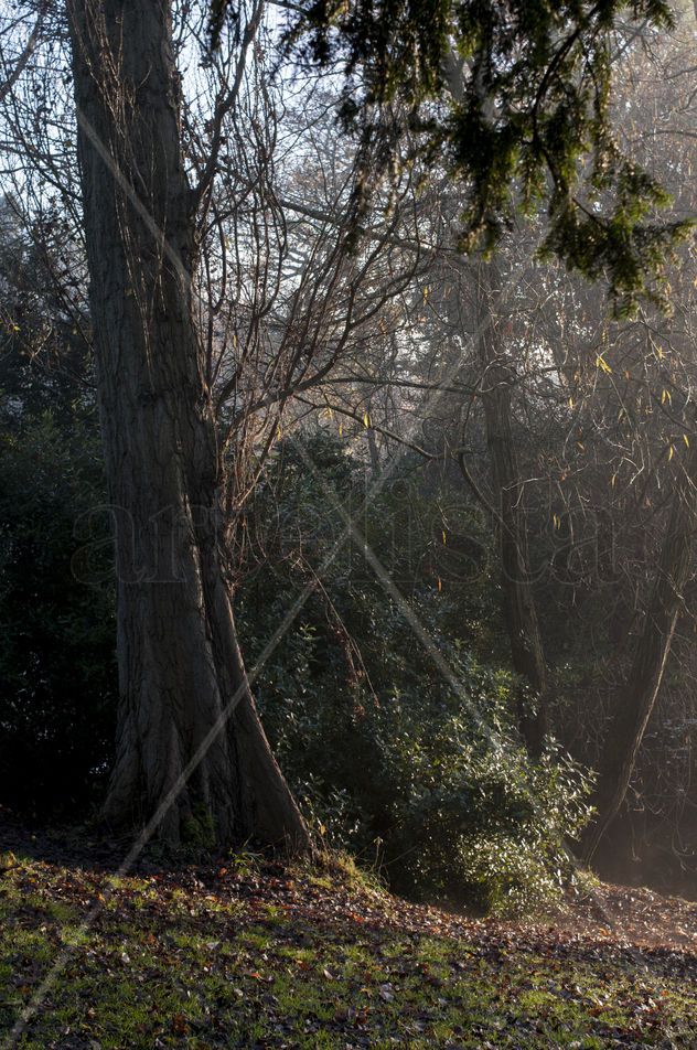 Dusk in the woods