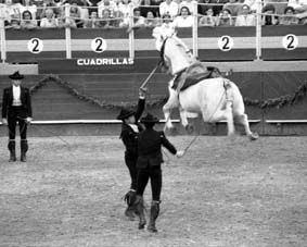 CABALLOS ANDALUCES 10 