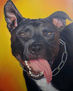 American Staffordshire Negro