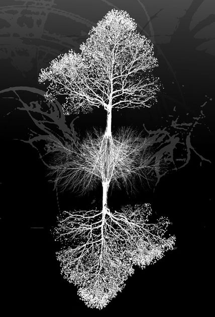Raices