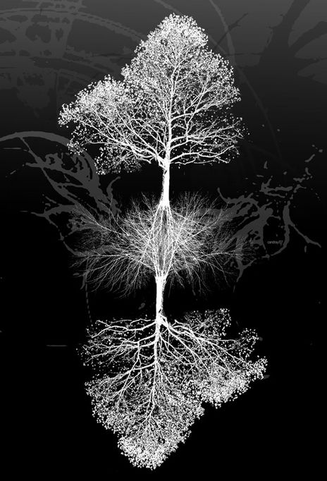 Raices