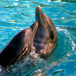 Travel Rep. Dominicana thumbnail 1