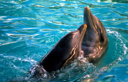 Dolphin with baby