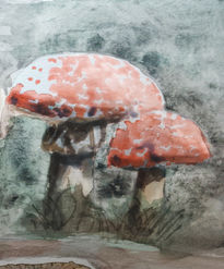 Amanita Muscaria