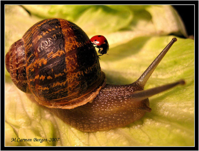 Caracol y mariquita en equilibrio. Naturaleza Color (Digital)