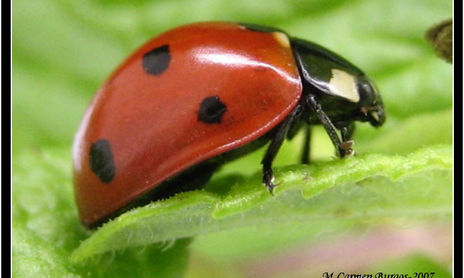 4. Maravillosas Criaturas