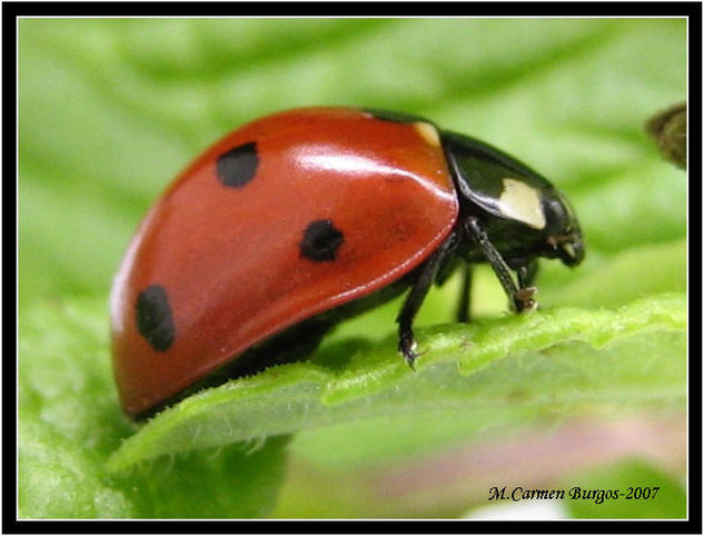 Mariquita de perfil Nature Color (Digital)