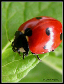 Macro de mariquita