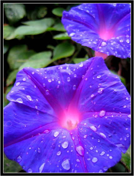 Ipomeas con lluvia...