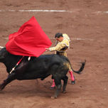 animales thumbnail 1