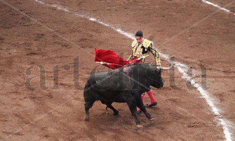 animales
