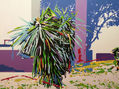 PALMERA