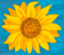 Sunfllower on blue