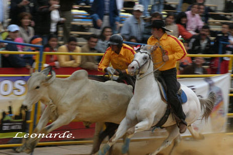 Coleador