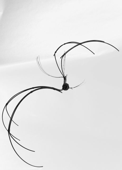 araña