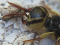 CARABIDAE II - INSECTOS DE ARGENTINA