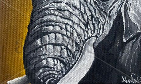 Animales kunner