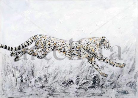 Cheetah 021