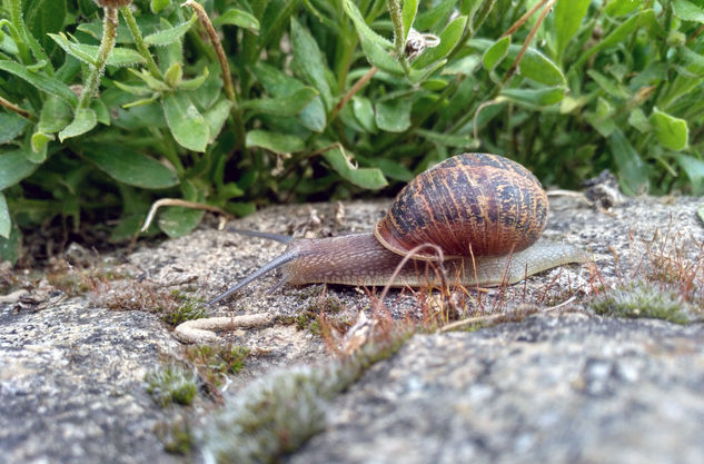 Caracol Nature Color (Digital)