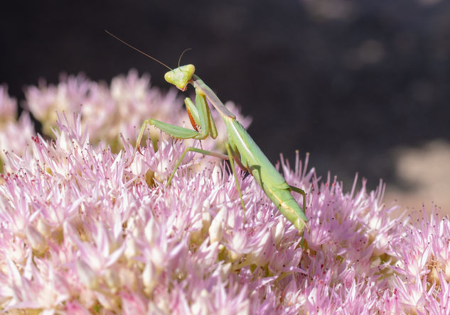 Mantis Naturaleza Color (Digital)