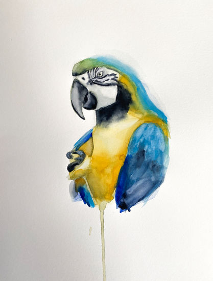 Guacamayo acuarelas Acuarela Papel Animales