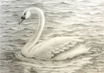 Cisne