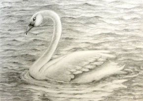 Cisne