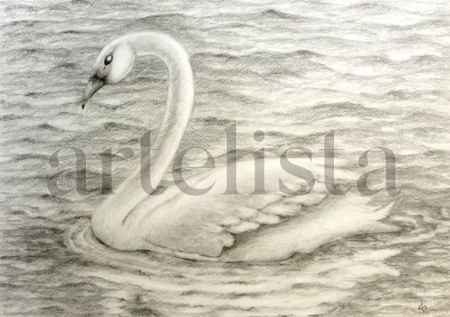 Cisne Graphite